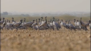 INDIA: Feathered guests