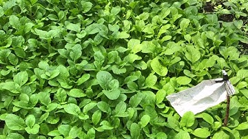 Trồng cải ngồng , cây lên khoẻ, mập ú