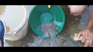 Akarsularda altın arama (günü kurtardık güzel parçalar)