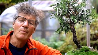 Pruning My Little Cedar Spirit Tree, The Bonsai Zone, Oct 2021