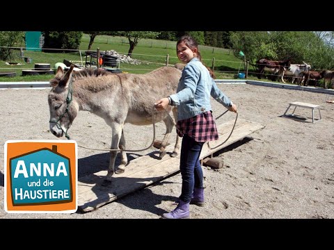 Video: Warum Esel hervorragende Haustiere sind