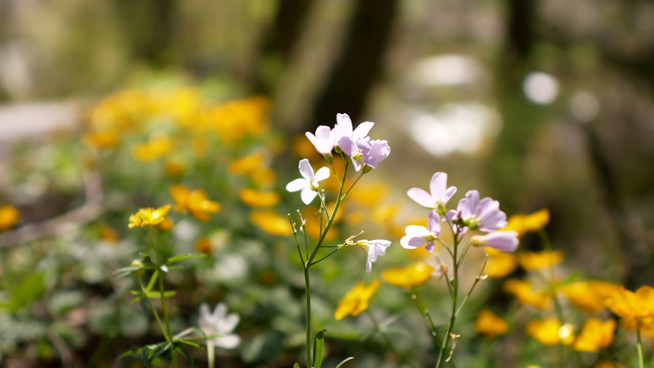 Flower Bearing Plants In The Garden moody cinematic video 4k uhd YouTube