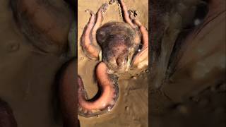 Octopus Hunt's Fish into a Tiny Shelter 🤯😰