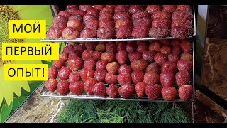 видео: Клубника сушеная. Заготовки на зиму. картинка: Клубника сушеная. Заготовки на зиму.