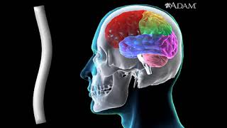 Concussion || Health Video | MedlinePlus