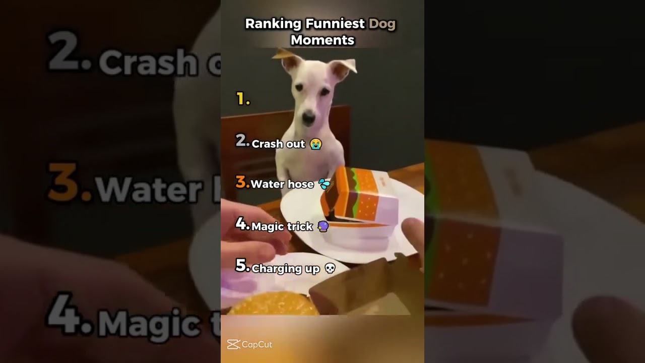 Ranking funniest dog moments😂😂😂