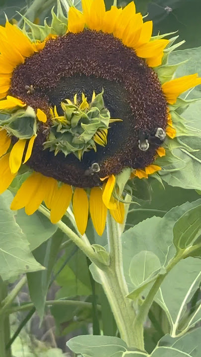 My sunflowers 🌻 are showing out! #beautiful #flower