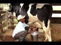Comment élever les vaches laitières ?