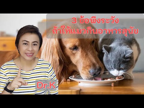 3 ข้อต้องพึงระวัง ถ้าให้แมวกินอาหารสุนัข