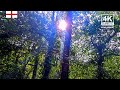 4K England Background | Somerset | Relaxing Ambient Wallpaper | 348