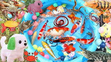 Đi Tìm Cá Dưới Ao Bắt Gặp Cá Sấu Trong Ống Nước, Mở Trứng Khủng Long Ra Con Lươn, Con Chuột, Con Cua