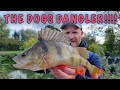 Perch fishing with lures  -  ROB WOOTTON and JOE CARASS on the river, lure fishing for perch.