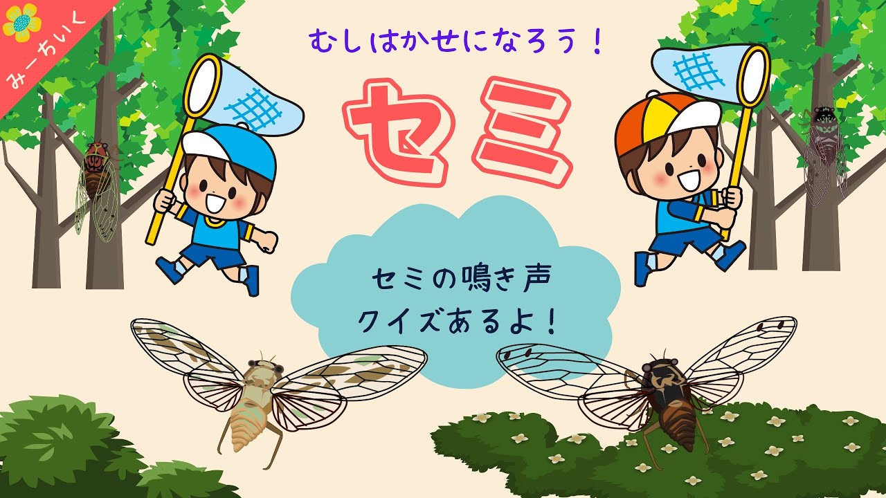 知育動画】セミについての知識を紹介するよ!!〜むし博士になろう