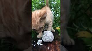 Ginger kitten eating fish ball