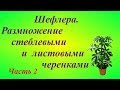 Шефлера. Размножение стеблевыми и листовыми черенками. Часть 2