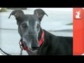 Magilla the High Prey Greyhound - Tails of Hope
