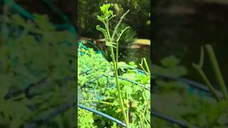 Tobacco Hornworms A Type Of Caterpillar, Transform Into Sphinx Moths, Known As Hawk Moths