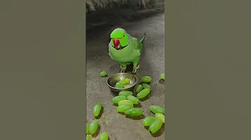 Amazing Talking Parrot Mithu Parrot Talkingparot Petbird Nonstoptalkingparrot Shortvideo 