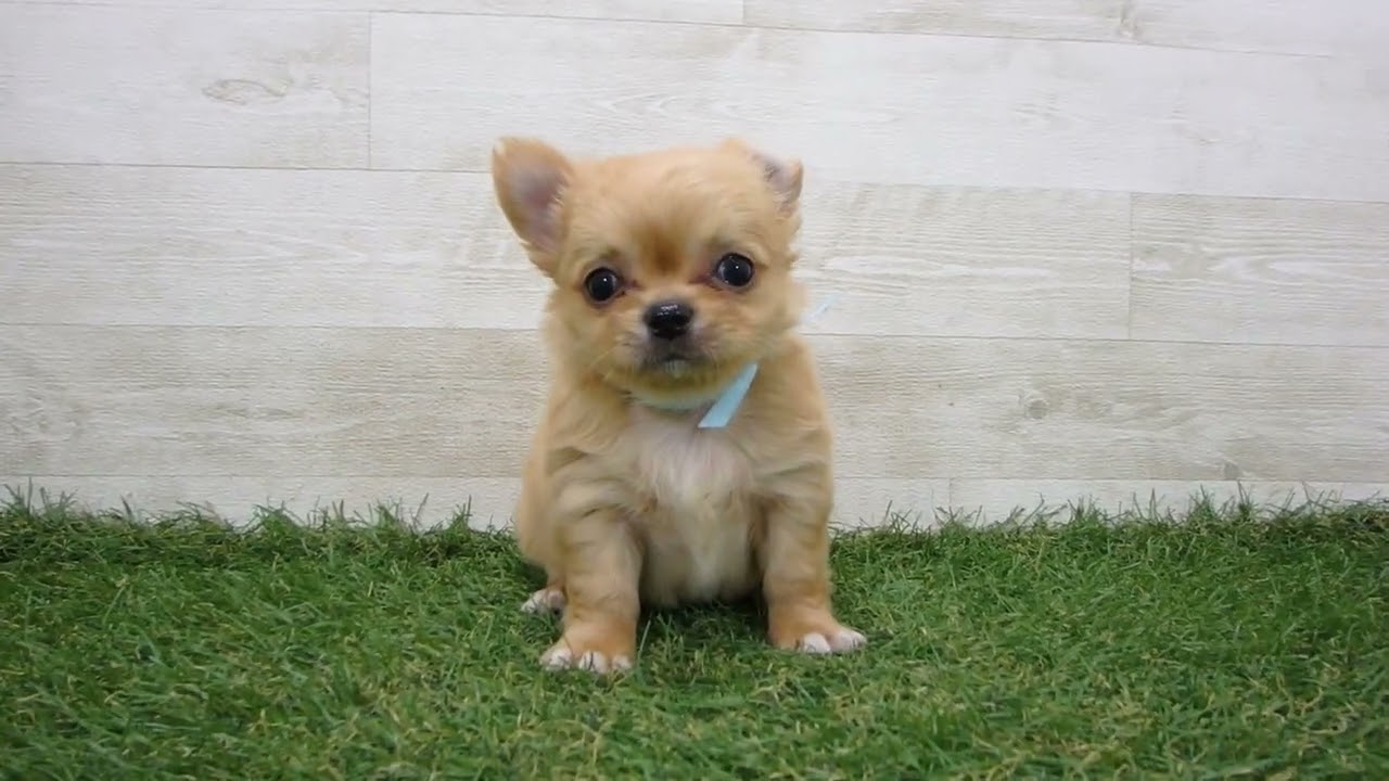 Coo&RIKU No.00743193 チワワ（ロングコート） - YouTube