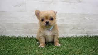 Coo&RIKU No.00743193 チワワ（ロングコート） - YouTube