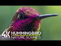 Soothing Soundscape of a Backyard Garden - 4K Hummingbird Relaxing on a Summer Day