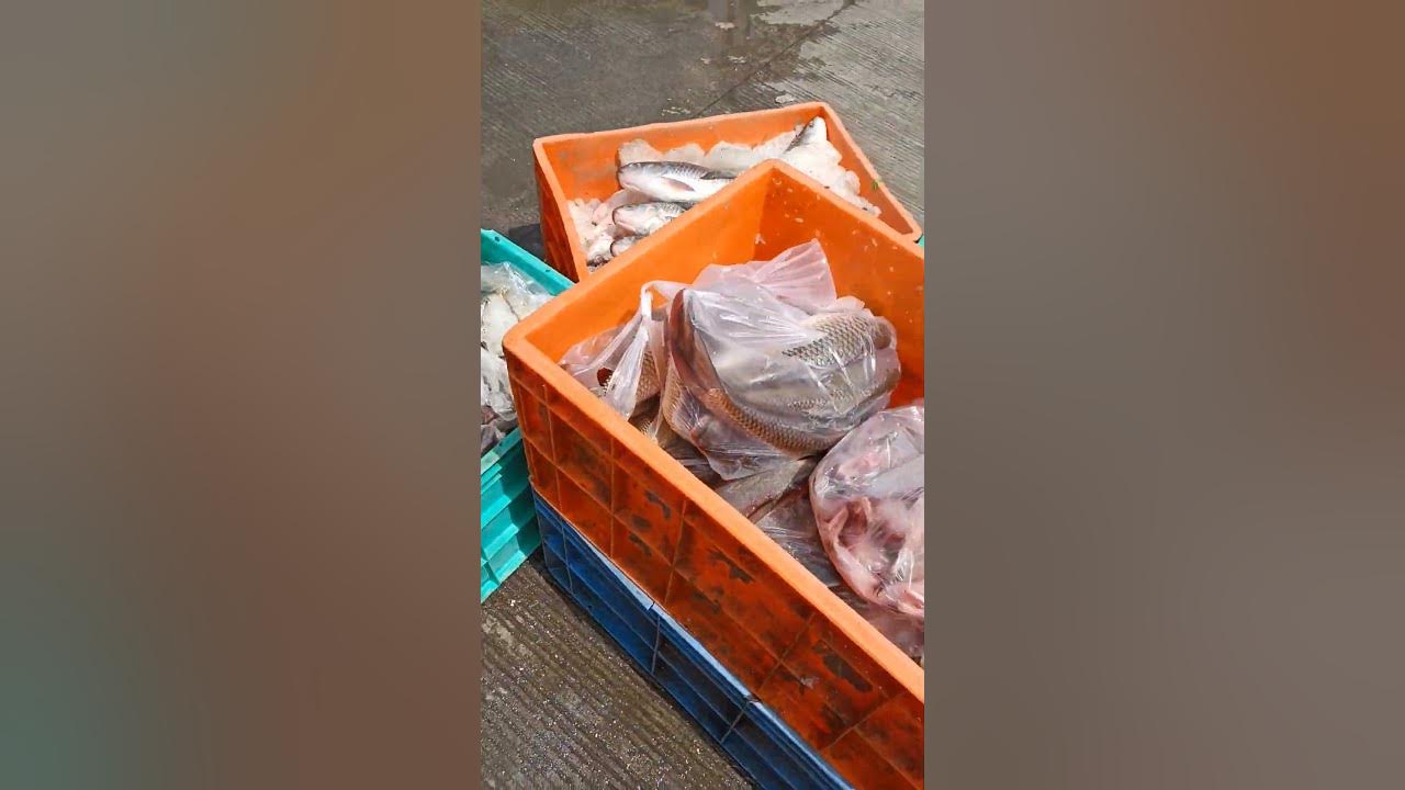 fish market in Pune,pune fishmarket 🐠🐟 YouTube