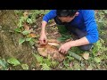 Delicious food found in the deep forest that everyone wants to try