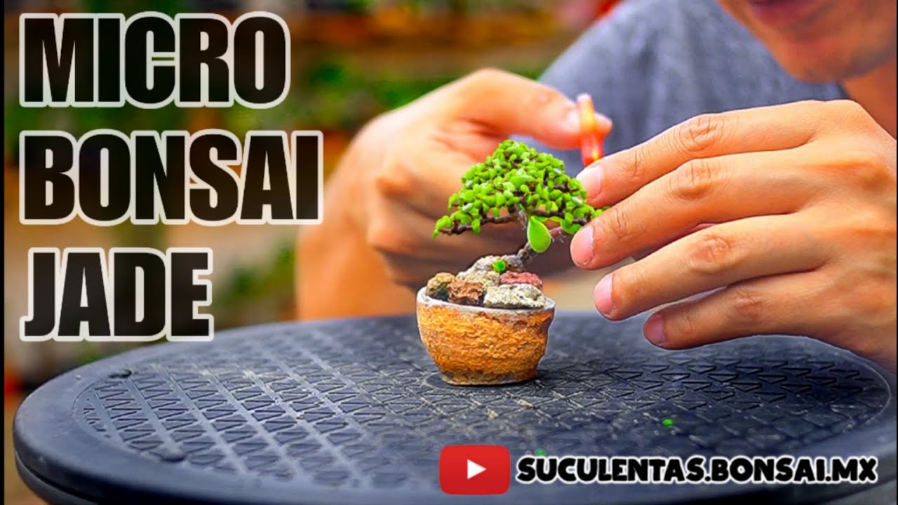 NO TIRES LOS RESTOS DE PODA, CONVIERTELOS EN BONSAI | PORTULACARIA 😎🌳✂️🍃