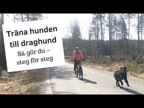 Video: Hur man stoppar en hund från att frukta vakuumet