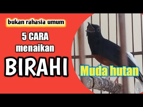 cara menaikan birahi murai batu muda hutan