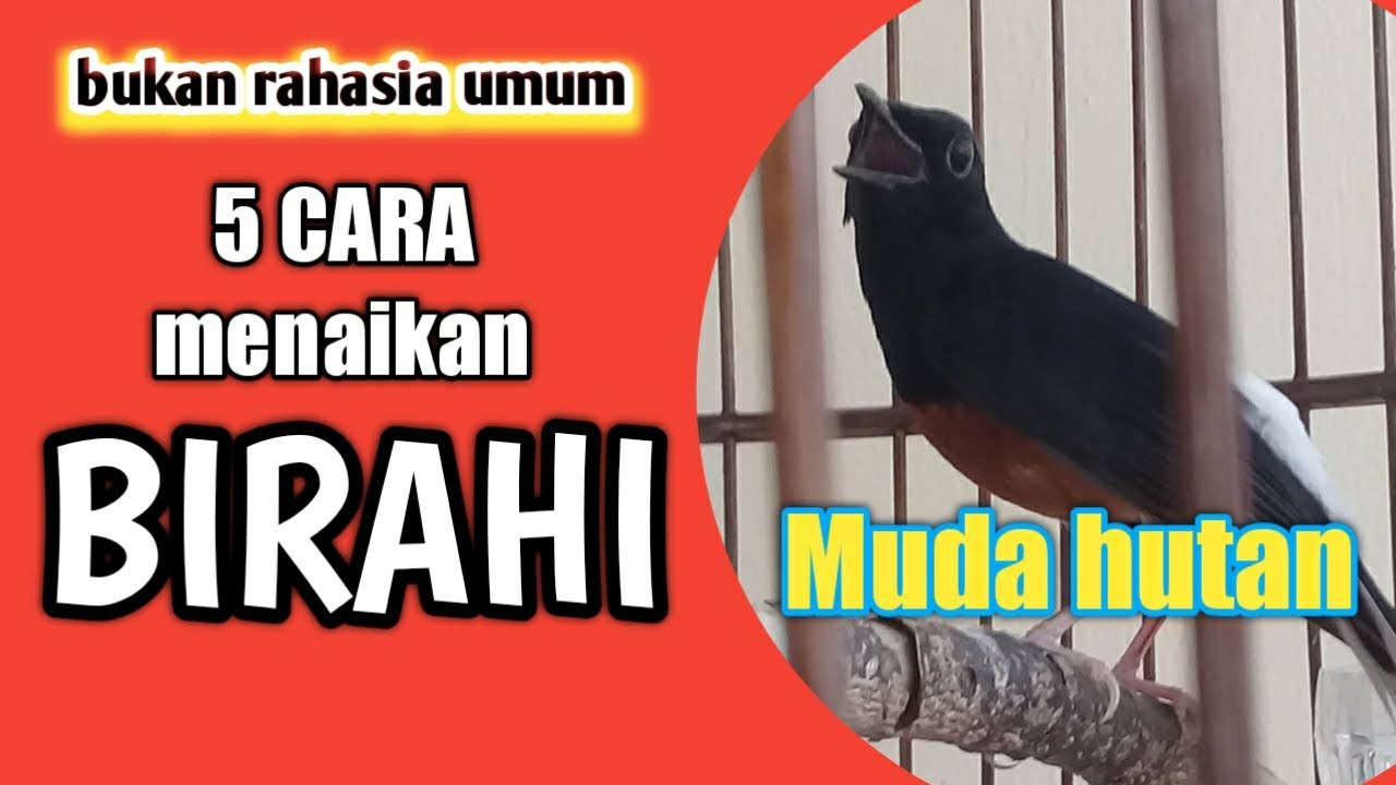 cara menaikan birahi murai batu muda hutan