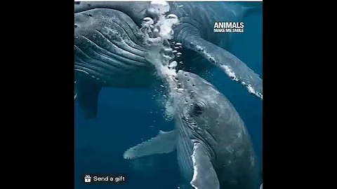 Whale Feeding Her Baby Calf 🐋 | Heartwarming Ocean Moment | Mother Whale Gives Milk Underwater"