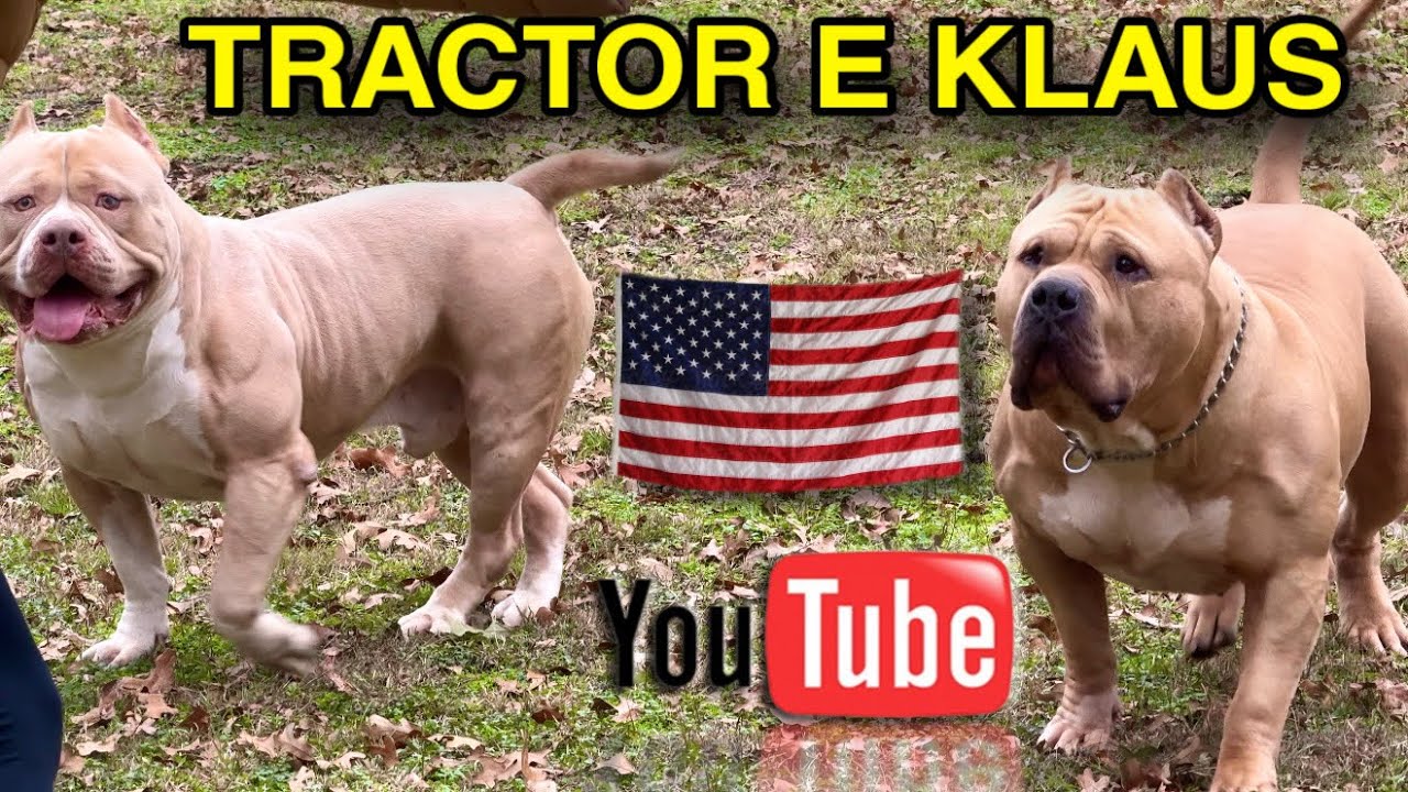 🇺🇸 The U.S. Tractor Champion and the Giant Klaus / O CAMPEÃO DOS
