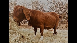 ❤️❤️❤️ Merry Christmas everyone! From my farm to you ❤️❤️❤️ by camelsandfriends 18,591 views 5 years ago 4 minutes, 32 seconds