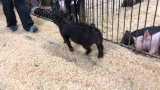 86-1 x gilt