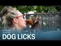 This is why you should stop letting your dog lick your face