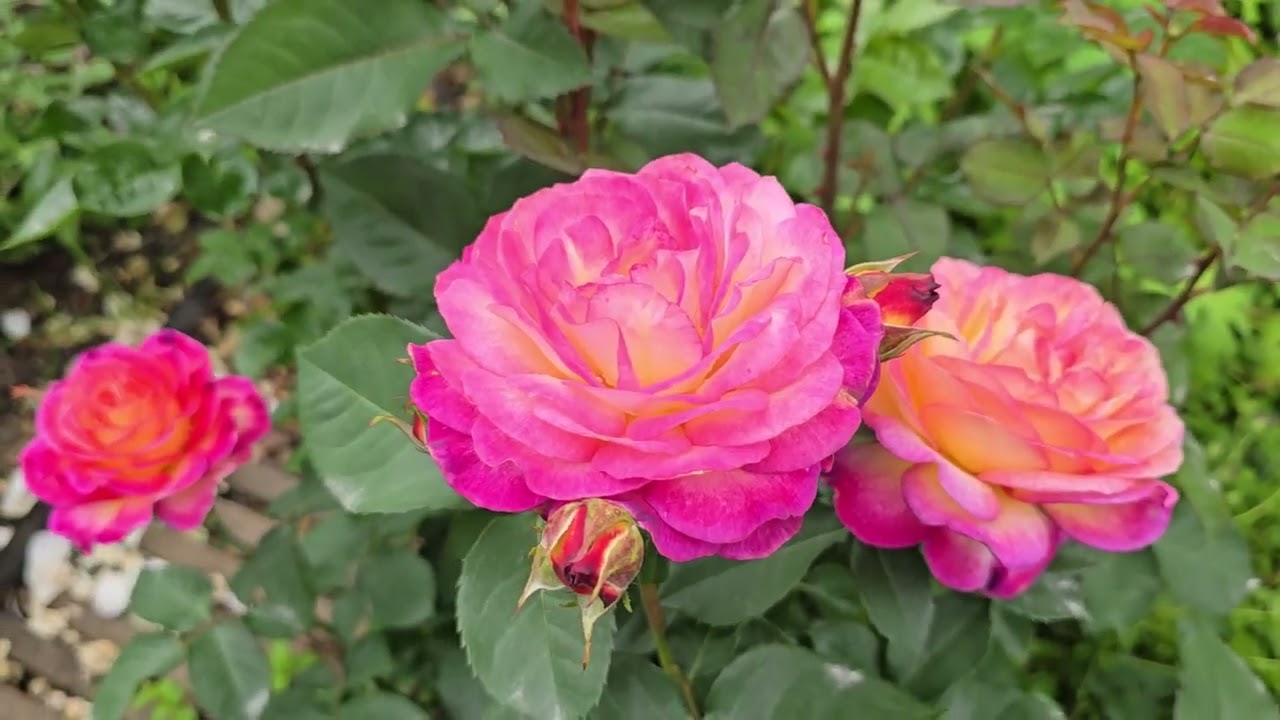 Конец  июня холодного , мокрого  2025г  на моей  даче. Цветут  розы.