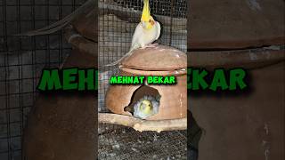 🐦Aaj Mein Bohut😢Dukhi Ho Gaya #birds #birdlovers #shorts #shortsfeed