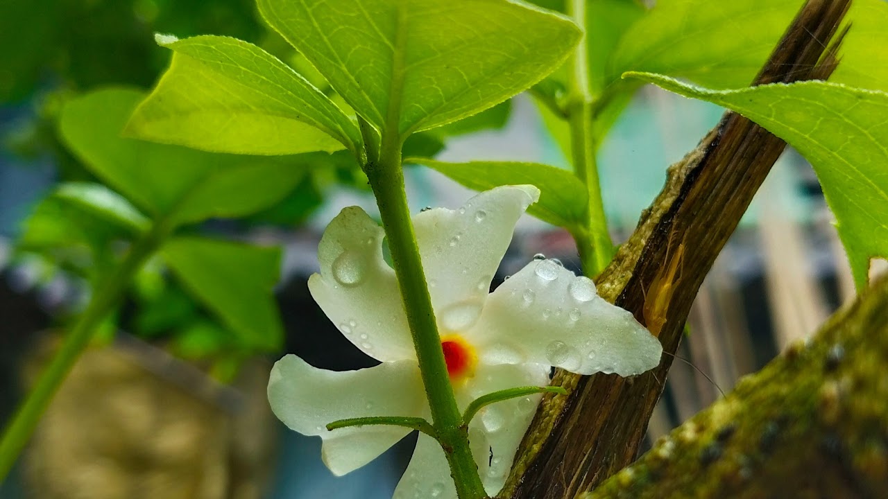 Hi Viewers,  I'm Notan Manna. Here you will see me as a blogger with  having some fun.