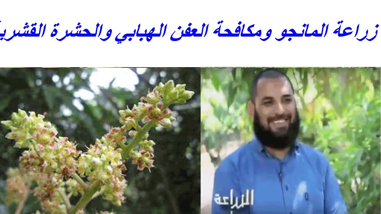 زراعة المانجو ومكافحة العفن الهبابي والحشرة القشرية او الندوة العسلية