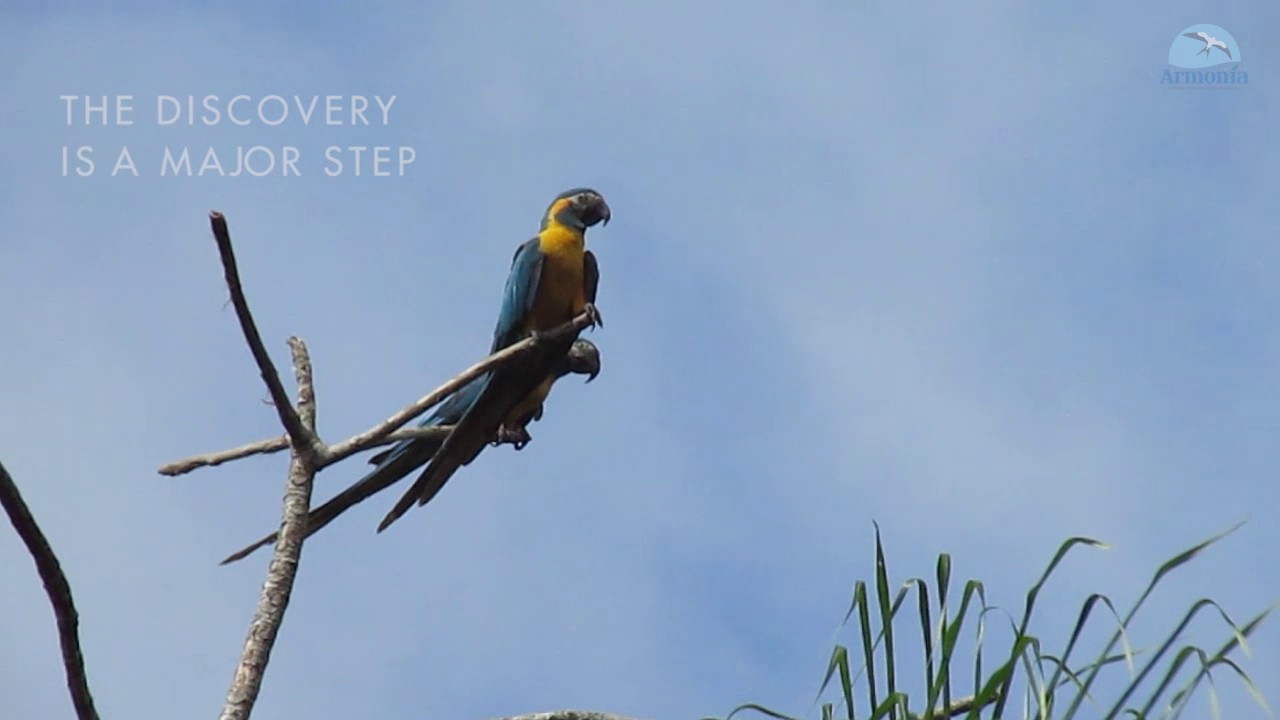 Blue-throated Macaw Expedition 