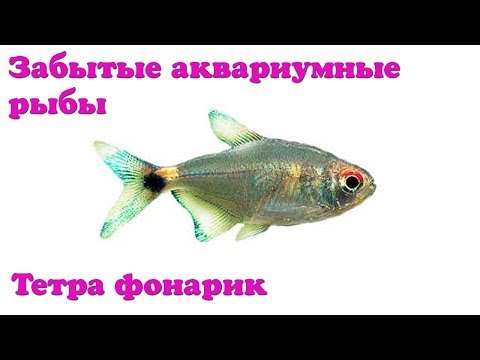 Фонарик - Забытые аквариумные рыбы