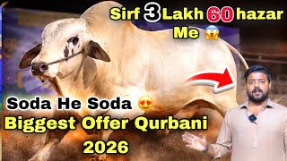 Karachi Ki Sasti Cow Mandi 2026 | Inayat  Bhai Qurbani Ka Sasta Janwer  Le Aya 😍 | Cow Mandi 