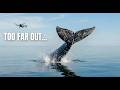 15 Minutes to Find the Whales… It Was all or Nothing.
