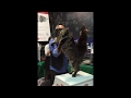 Biggest  cat in the world Dominick TO.MI.COON на выставке