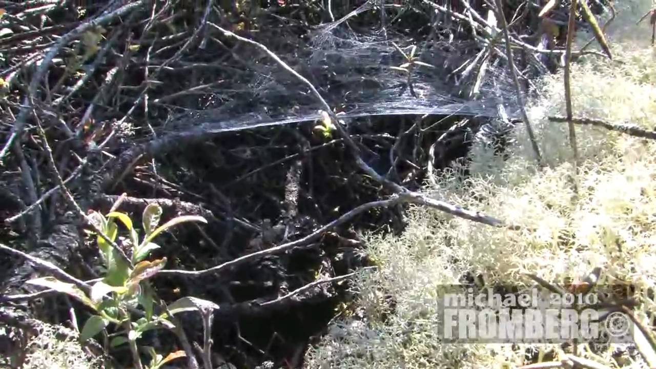 Michael in Burns Bog Part 2 of 2 - Michael Fromberg