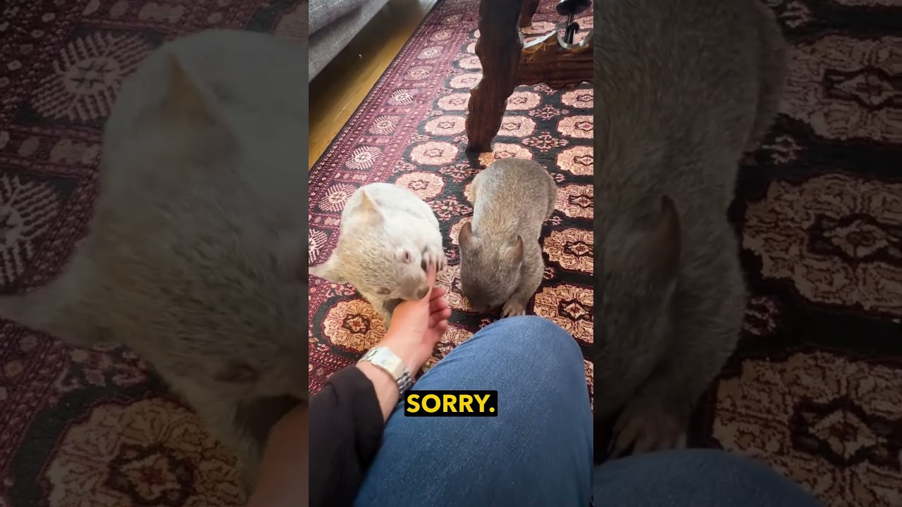 Baby Wombats Playing - Ozzy Man Reviews
