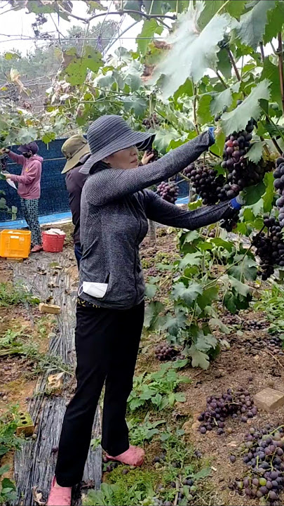 How Thai farmers care for vineyards