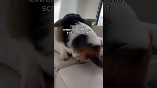 Your dog will love this couch!#sofa #modularsofa #furniture #povisonfurniture