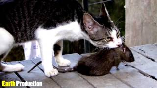 Cat hunting compilation !